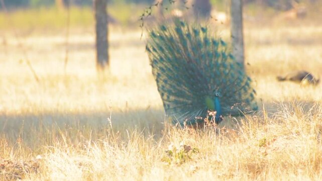 Male Peacock Dancing and Displaying Colorful Tail Feathers to Attract Female for Mating