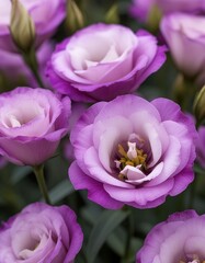 Obraz premium Lisianthus Purple with Elegance Delicacy Close Up View