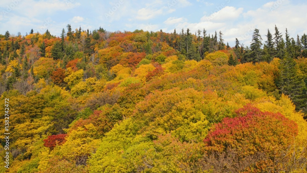 Poster a hillside covered in trees with leaves of various colors. the trees are in full bloom, creating a v