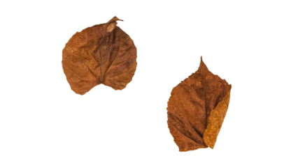 Seasonal dry leaves, isolated for decoration, invitation cards, wedding, decorative elements, wallpaper, transparent background