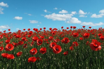 Vibrant red poppy field under a bright blue sky with scattered clouds during midday