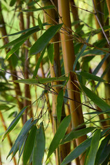 Bamboo leaves in the forest