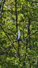 White-Bellied Sea Eagle Perched on Tree Branch in Dense Green Mangrove Forest on a Sunny Day in Natural Habitat