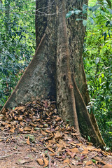 Large Buttress Roots of Tropical Rainforest Tree Surrounded by Fallen Dry Leaves on Jungle Floor