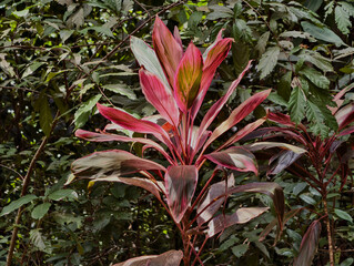 Tropical Red Ti Plant (Cordyline fruticosa) with Vibrant Pink and Green Leaves Growing in Dense Jungle Foliage
