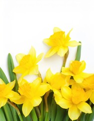 Obraz premium Vibrant yellow daffodils with green stems on white background