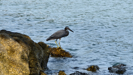 Pacific Reef Heron Standing on Coastal Rocks by the Sea, Looking for Prey in Shallow Water on a Sunny Day