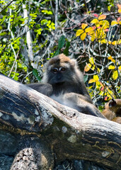 Wild Long-Tailed Macaque Resting on Tree Branch in Tropical Forest, Surrounded by Colorful Foliage and Sunlight