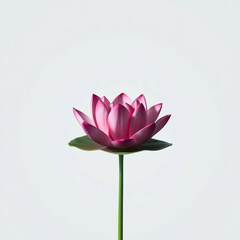 lotus flower vector illustration