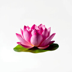 pink lotus flower