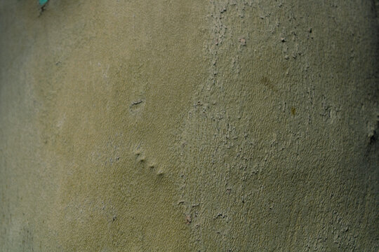 Close-up of london plane tree bark showing texture and detail