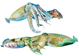 Pharaoh Cuttlefish - Isolated PNG with Transparent Background	
