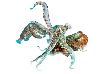 Pharaoh Cuttlefish - Isolated PNG with Transparent Background	
