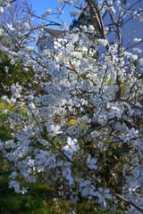 Fototapeta premium Wunderbare Baumblüten im Garten in voller Pracht