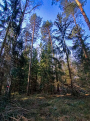 Iglasty las w słoneczny dzień. Między drzewami widać koleiny leśnej drogi. © boguslavus