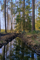Iglasty las w słoneczny dzień. W środku widać leśny strumień. W tafli wody widać lustrzane odbicie okolicznych drzew. © boguslavus