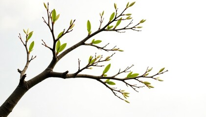Branches leaning against each other on white background, twigs, branch, forest