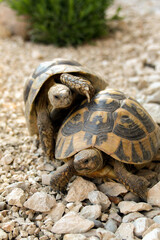 Paarungsverhalten Griechische Landschildkröte