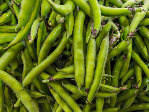 Broad bean or fava beans (Fave) on the close-up. From garden to table: springtime vegetables and legumes