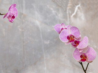 Orchid flowers on a gray background.