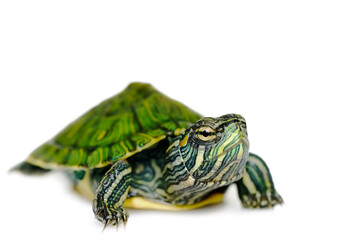 Obraz premium Red Eared Slider Terrapin, Trachemys Scripta Elegan, a semi aquatic Turtle belonging to the Emydidae family.