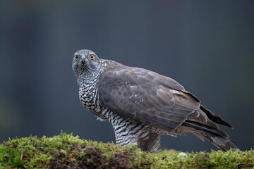 Goshawk in the misty forest early in the morning