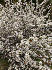 Floral background with white flowers and green leaves. Plum blossoms in the spring garden. Wild plums tree blossom blooming.