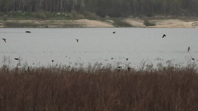 Bandada de golondrinas vuelan sobre la maleza cazando insectos en el embalse de Beniarres, Espa&ntilde;a