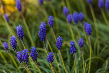 Closeuo of Muscari flowers (grape hyacinth) blossom in garden in spring time