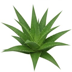 A vibrant aloe vera plant with sharp green leaves isolated on a white background in close up view