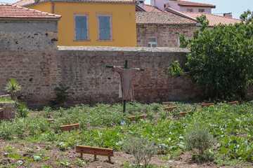 streets photographed on a summer day in Cunda Island, building walls, pink flowering trees, fragrant flowers in front of windows and doors. scarecrow man for birds in the garden.