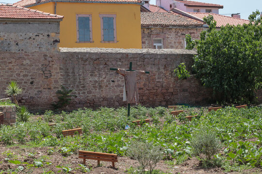 streets photographed on a summer day in Cunda Island, building walls, pink flowering trees, fragrant flowers in front of windows and doors. scarecrow man for birds in the garden.