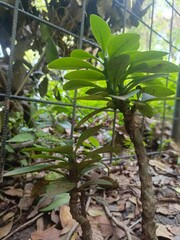 small frangipani flowers grow in the cemetery. frangipani trees that are very lush and thrive in the cemetery complex.
