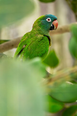 Blue-crowned Parakeet - Thectocercus acuticaudatus, beautiful colored parrot from South American forests and woodlands, Brazil.