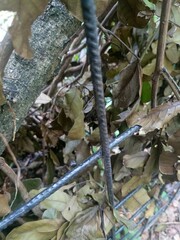 green plants between iron fences landscape