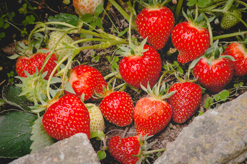 Group of strawberries in a flowerbed. Front view.