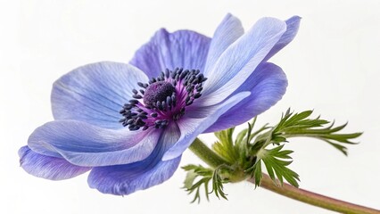 Obraz premium blue purple anemone flower isolated on white or transparent png