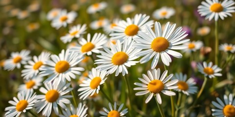Fototapeta premium Close-up of blooming chamomile flowers (Matricaria recutita) in a sunlit spring meadow, organic, wildflower