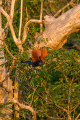 Beauty of bird 