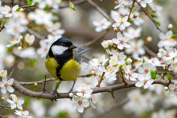 Fototapeta premium Great Tit Parus major Perched in Blossoming Branches tree.