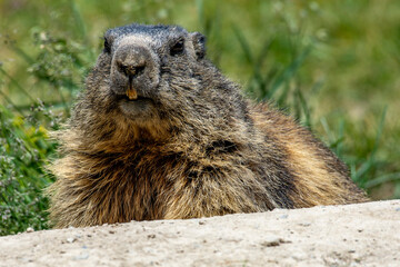 Marmots are large ground squirrels in the genus Marmota, with 15 species living in Asia, Europe, and North America. These herbivores are active during the summer. Above Saas Fee in the swiss Alps