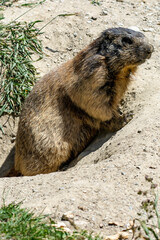 Marmots are large ground squirrels in the genus Marmota, with 15 species living in Asia, Europe, and North America. These herbivores are active during the summer. Above Saas Fee in the swiss Alps