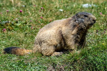 Marmots are large ground squirrels in the genus Marmota, with 15 species living in Asia, Europe, and North America. These herbivores are active during the summer. Above Saas Fee in the swiss Alps