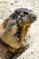 Marmots are large ground squirrels in the genus Marmota, with 15 species living in Asia, Europe, and North America. These herbivores are active during the summer. Above Saas Fee in the swiss Alps