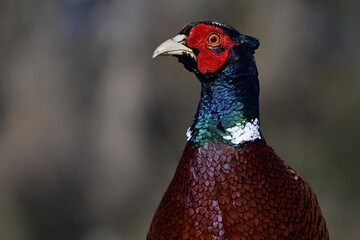 Regal Male Pheasant (Phasianus colchicus) Portrait Against Luxurious Dark Background
