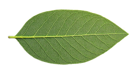 Obraz premium Detailed leaf veins, green foliage isolated background, cut out transparent