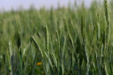 Golden grains sway gently in the breeze among lush fields under a clear blue sky at dusk