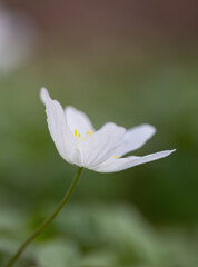 delicate petals of wood anemone vertical, white flowers on the forest floor, wood anemone upright,...