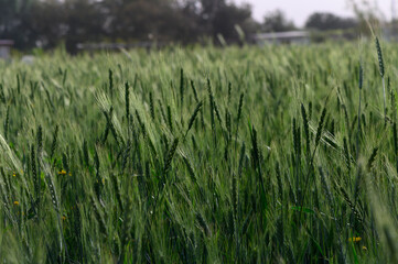 Lush green wheat field swaying gently under the warm afternoon sun in a serene rural landscape