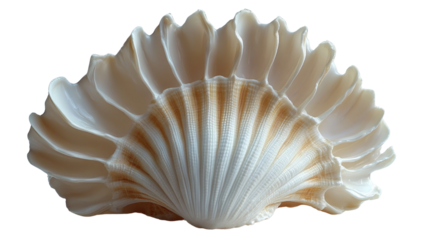Scallop Shell Closeup: Intricate details of a scallop shell, showcasing its fan-like structure and delicate texture. 
